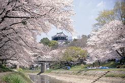 Sakura2_3 Sakura2_3